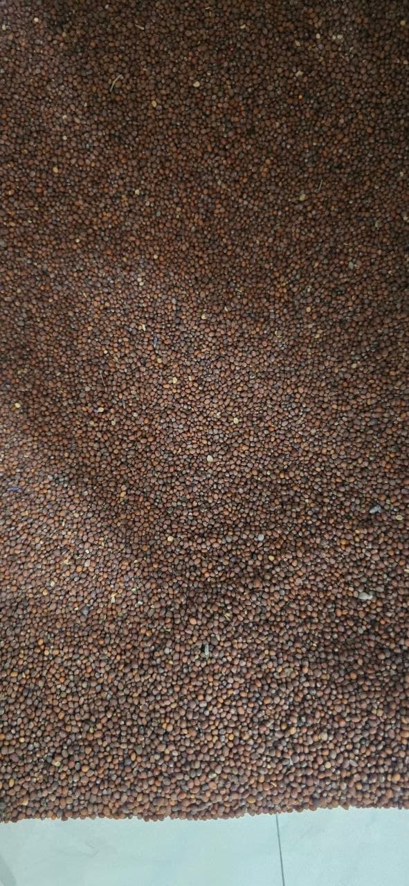ኑግ